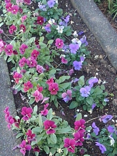 パンジーの花壇（12月6日）