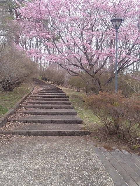 長峰公園の丘の濃いピンクの桜のある階段（4月5日）