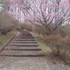 長峰公園の丘の濃いピンクの桜のある階段（4月5日）