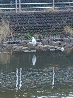 宇都宮の川の鷺（1月23日）