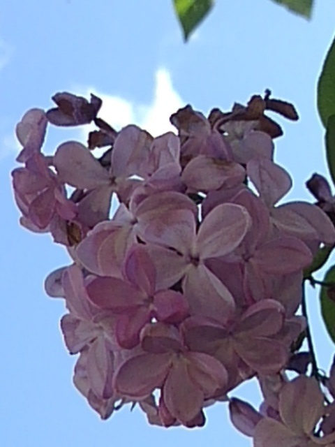 庭のライラックの花（4月29日）