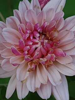 ピンク小菊（11月2日）