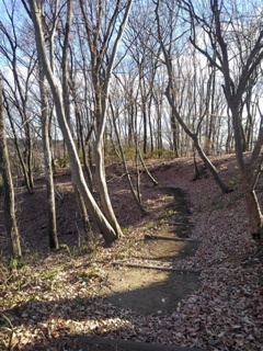 長峰公園の丘の雑木林（1月1日）