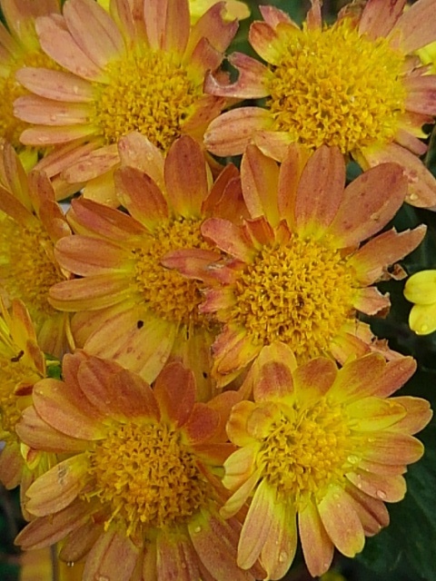 庭の黄色い小菊（11月10日）