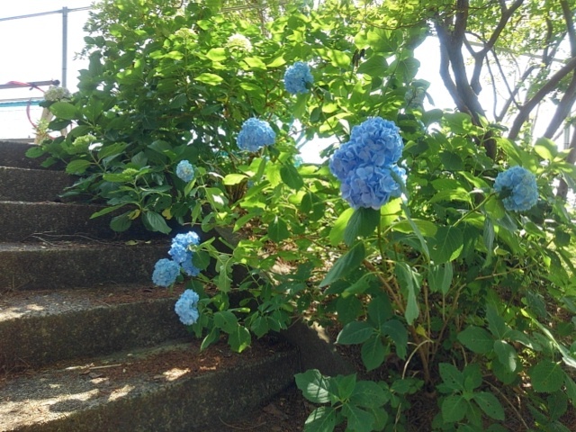 烏ヶ森公園の丘の階段のアジサイ（6月15日）