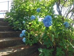 烏ヶ森公園の丘の階段のアジサイ（6月15日）