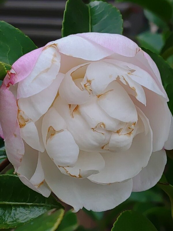 白サザンカ（11月5日）