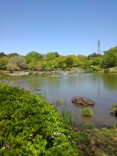 公園の歩道沿いの池（4月30日）