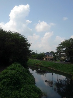 街路樹と川と入道雲（8月13日）