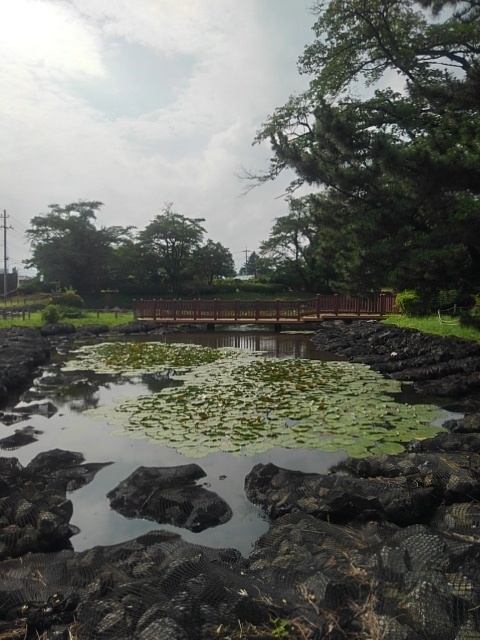 長峰公園の池（7月5日）