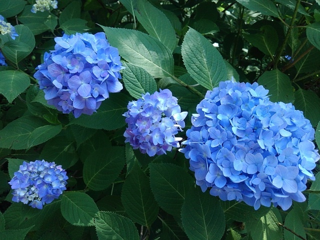 丘の水色のアジサイの群生（6月15日）