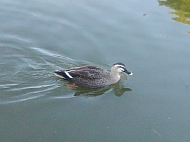 カモ（12月9日）