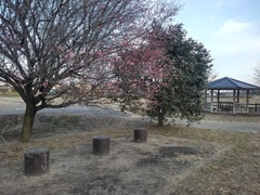 梅の花と休憩所（2月28日）
