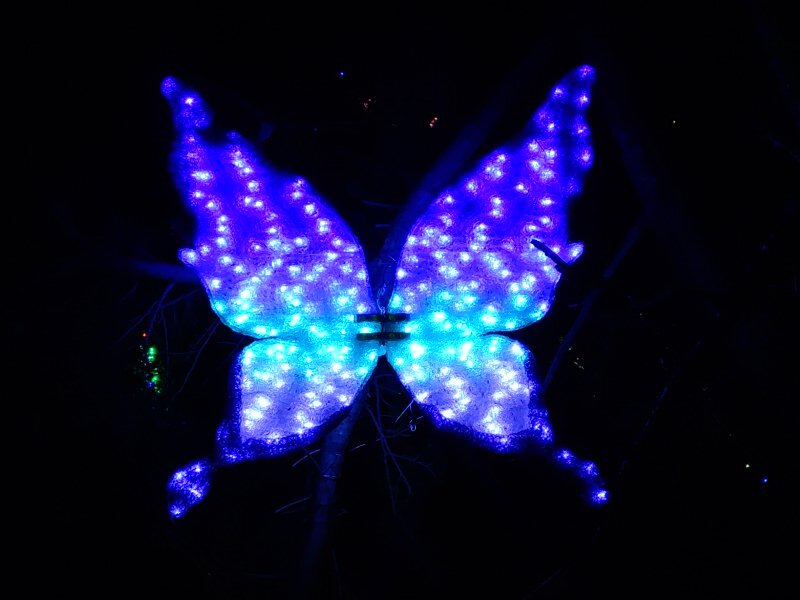 蝶イルミ（12月5日）