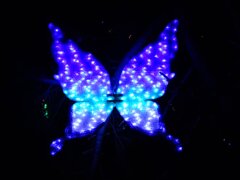 蝶イルミ（12月5日）