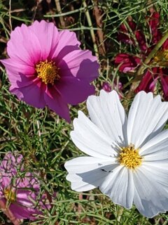 ピンクと白のコスモス（10月27日）