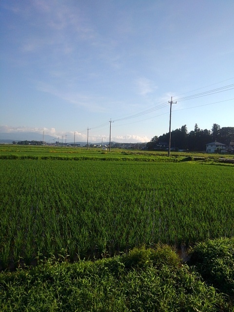 郊外の水田と道路（6月17日）