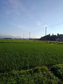 郊外の水田と道路（6月17日）