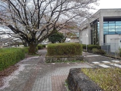 桜の花びらが積もった道（4月15日）