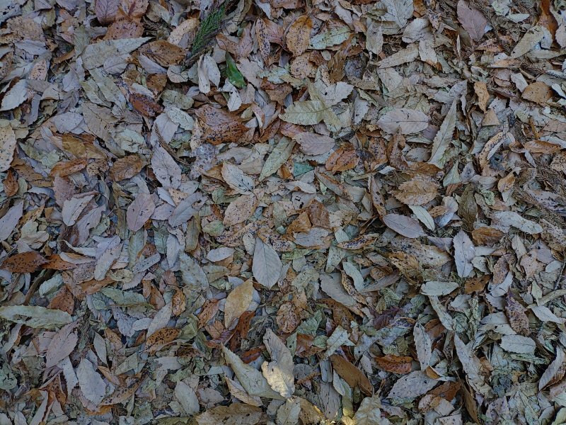 落ち葉（12月9日）