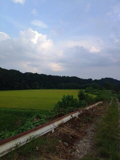 入道雲と水田（8月20日）