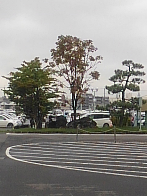 済生会病院の植木（10月4日）