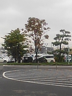 済生会病院の植木（10月4日）