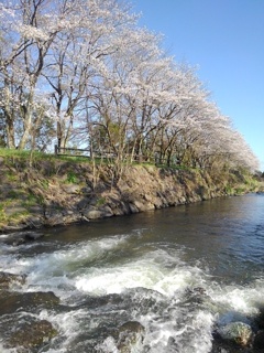 土手と桜（4月10日）