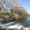 土手と桜（4月10日）