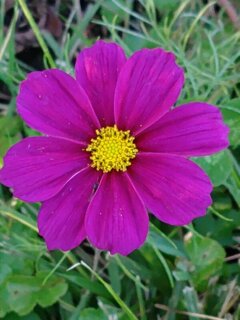 赤紫コスモス(10月27日) 赤紫コスモス(10月27日)