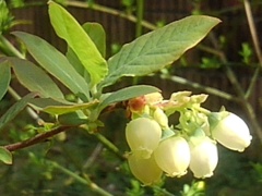 ブルーベリーの花（4月19日）