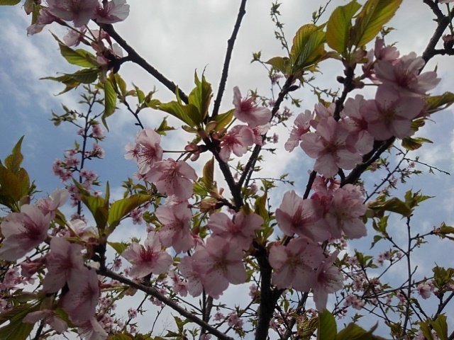 長峰公園の河津桜（3月30日）