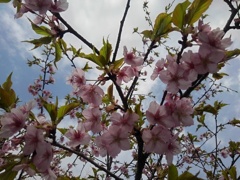 長峰公園の河津桜（3月30日）