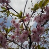 長峰公園の河津桜（3月30日）