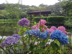 烏ヶ森公園の池の休憩所と多彩なアジサイ（6月21日）