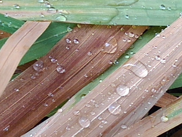 枯草（3月16日）
