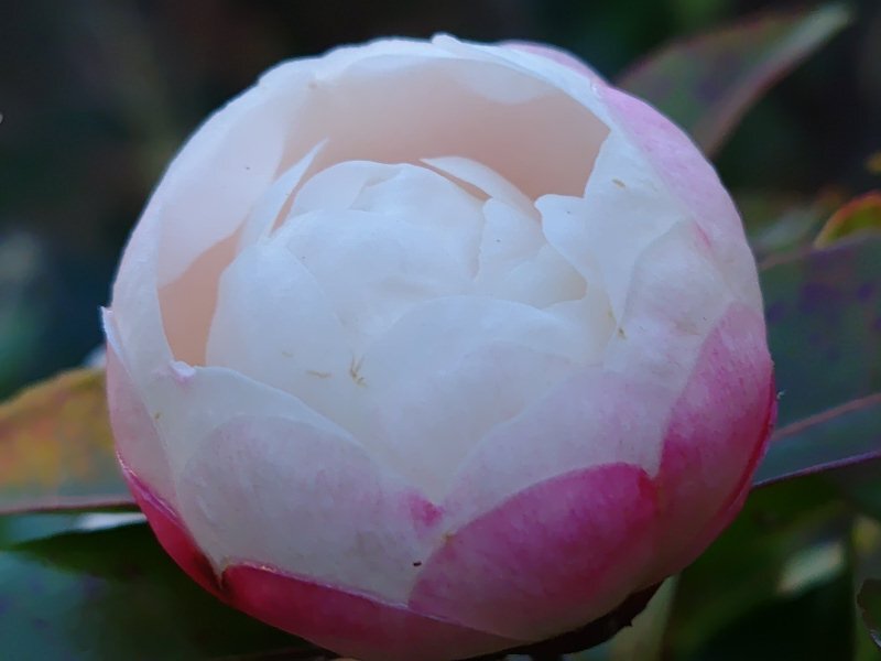 丸みを感じる白いサザンカ（12月26日）