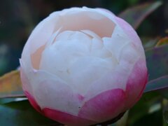 丸みを感じる白いサザンカ（12月26日）