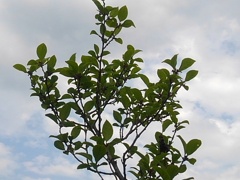 緑の低木（6月14日）
