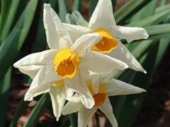 スイセントリオ（2月14日）