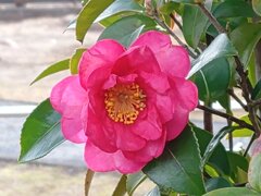 広場の背景と合わせたサザンカ（12月29日）