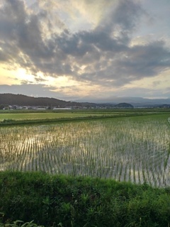 水田（5月28日）
