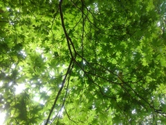 烏ヶ森公園の丘のモミジの葉（6月21日）