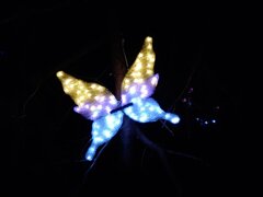 夜空に浮かぶ蝶（12月5日）