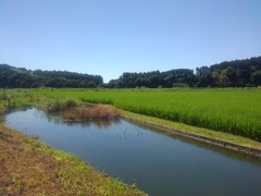 映り込みが綺麗な用水路（7月30日）