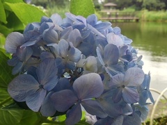 アジサイの花と橋のある池（7月11日）