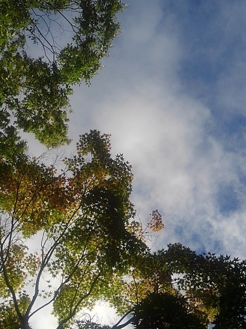 空とモミジの葉（10月6日）