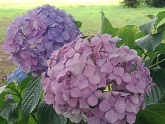パープル&ピンクの紫陽花（7月11日）