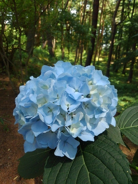 丘の森のアジサイの花（6月15日）