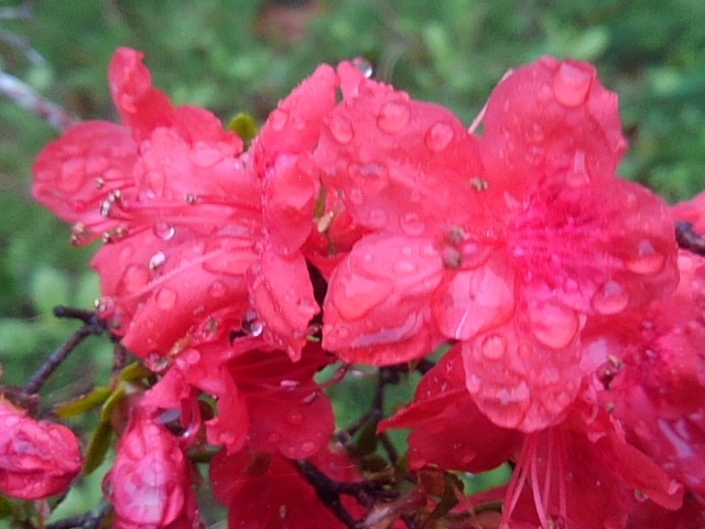 サツキの花（4月24日）